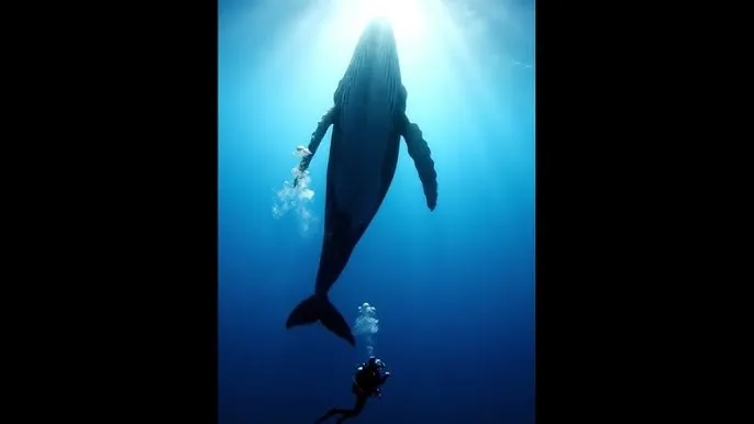 挪威街头系列 - 深蓝星球：探索海洋深处的未知世界